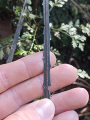 Pseudopanax crassifolius