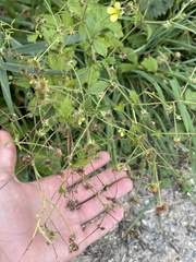 Geum × catlingii