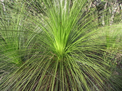Xanthorrhoea media
