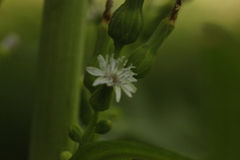 Lactuca biennis