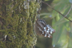 Apatura ilia
