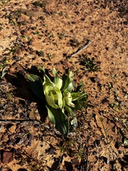 Colchicum eucomoides