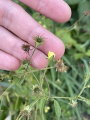 Geum × catlingii