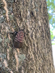 Lycorma delicatula