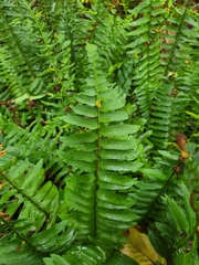 Polystichum acrostichoides