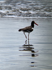 Haematopus palliatus