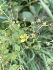 Geum × catlingii