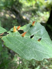 Hormaphis hamamelidis