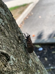 Lycorma delicatula