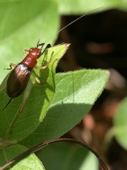 Phyllopalpus pulchellus