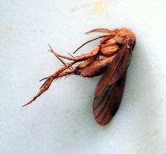 Reticularia jurana