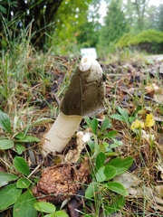 Phallus ravenelii