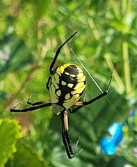 Argiope aurantia