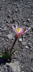 Zephyranthes brevipes