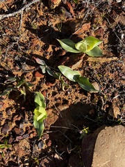 Colchicum eucomoides