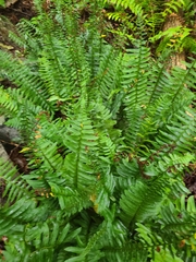 Polystichum acrostichoides