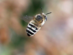Anthophora urbana