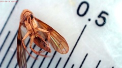 Reticularia jurana
