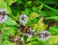 Eristalis tenax