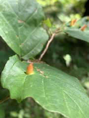 Hormaphis hamamelidis