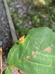 Hormaphis hamamelidis