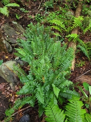 Polystichum acrostichoides