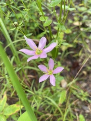 Sabatia