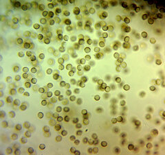 Reticularia jurana