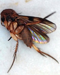 Reticularia jurana