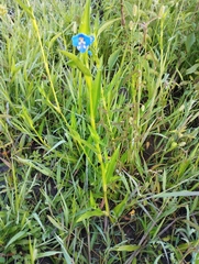 Commelina tuberosa