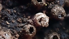 Reticularia jurana
