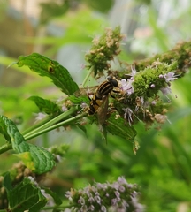 Helophilus pendulus