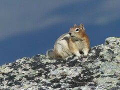 Callospermophilus lateralis