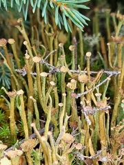 Cladonia maxima