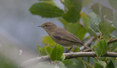 Phylloscopus