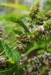 Helophilus pendulus