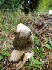 Phallus ravenelii
