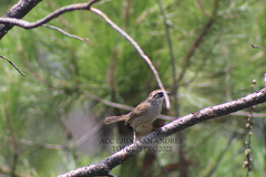 Oriturus superciliosus