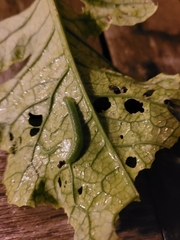 Trichoplusia ni