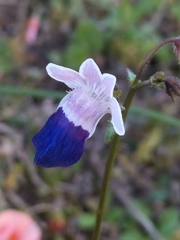 Nemesia barbata