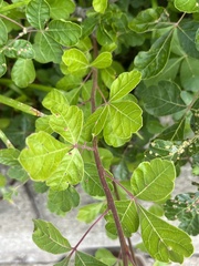 Rhus aromatica