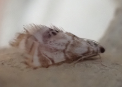 Eoparargyractis plevie