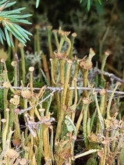 Cladonia maxima