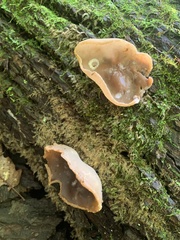 Peziza