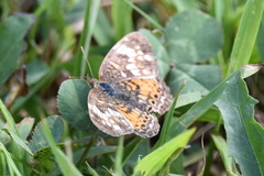 Phyciodes cocyta