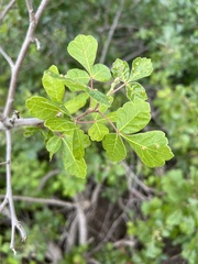 Rhus aromatica