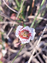 Roepera sessilifolia