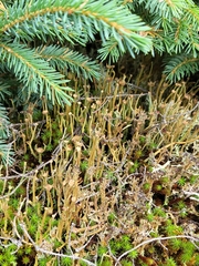 Cladonia maxima