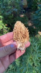 Ramaria stricta