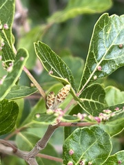 Rhus aromatica